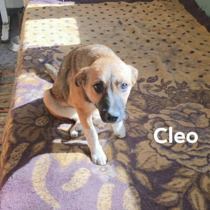 Photo #5 de CLEO