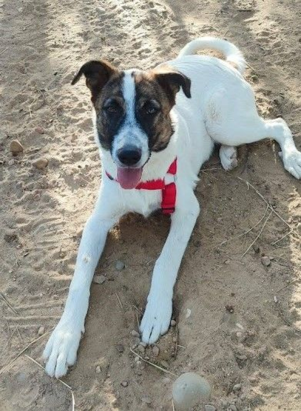 Photo #1 de DANY 10 mois (ok chats)