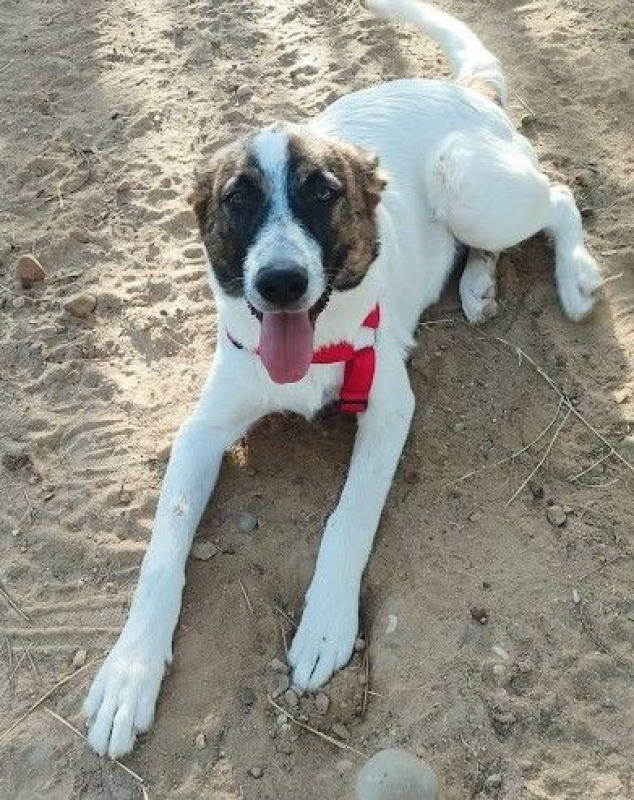 Photo #2 de DANY 10 mois (ok chats)