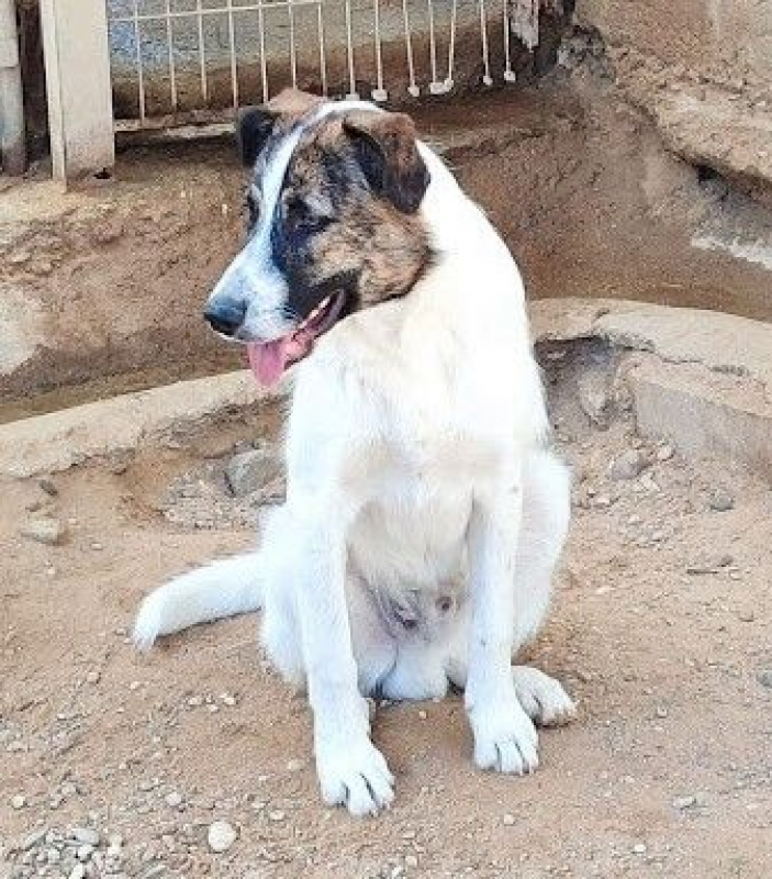 Photo #3 de DANY 10 mois (ok chats)