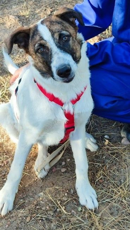 Photo #4 de DANY 10 mois (ok chats)