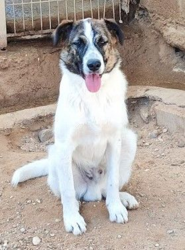 Photo #5 de DANY 10 mois (ok chats)