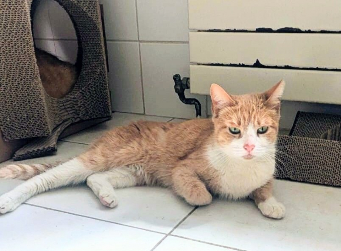 Photo #1 de Mousseline