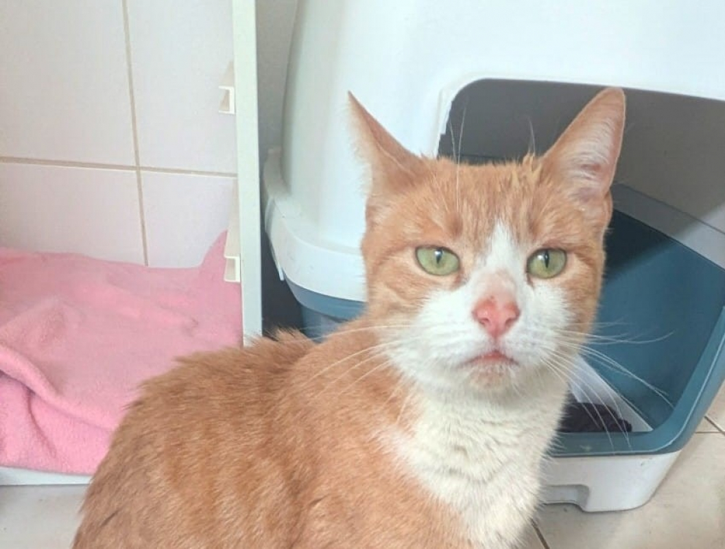 Photo #2 de Mousseline