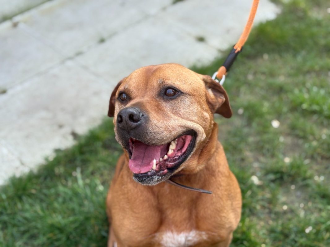 Nuty - Chien à adopter
