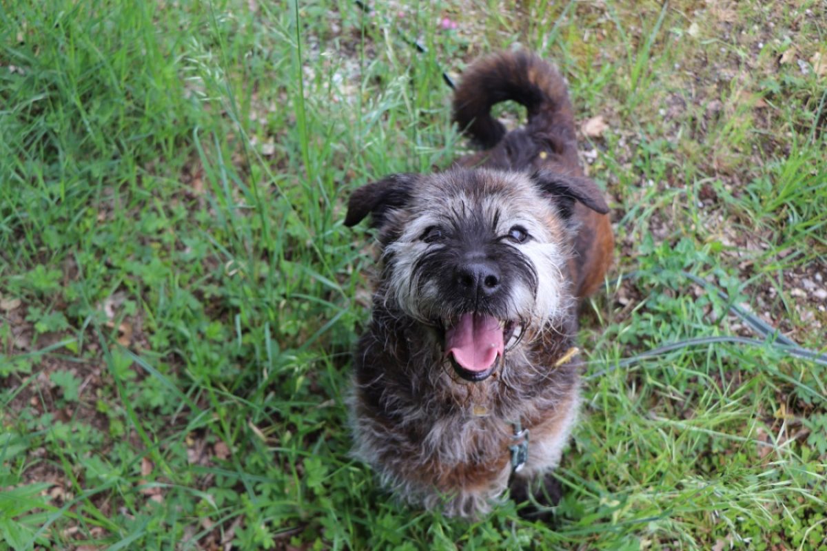 Kenzo - Chien à adopter