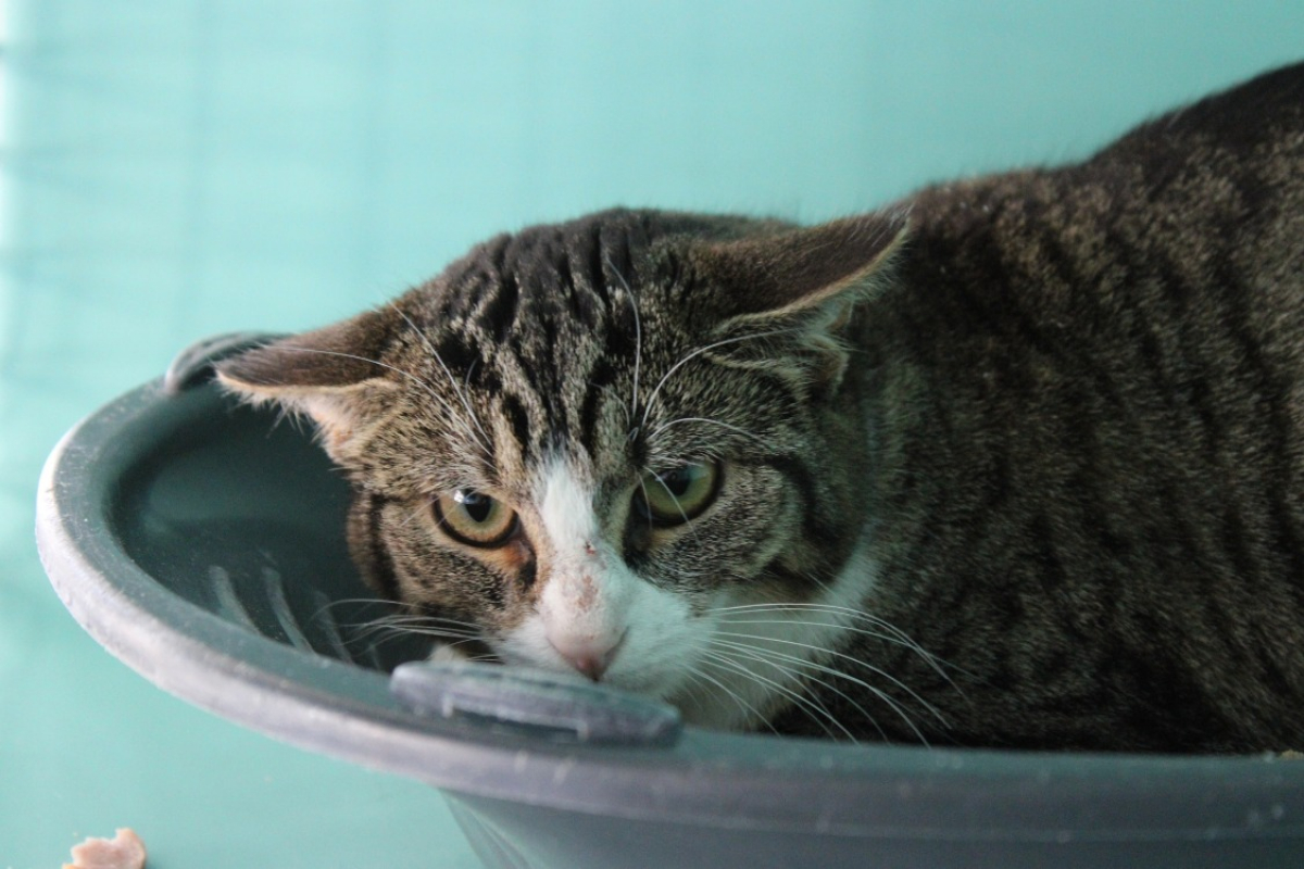 Photo #1 de Tremblotte