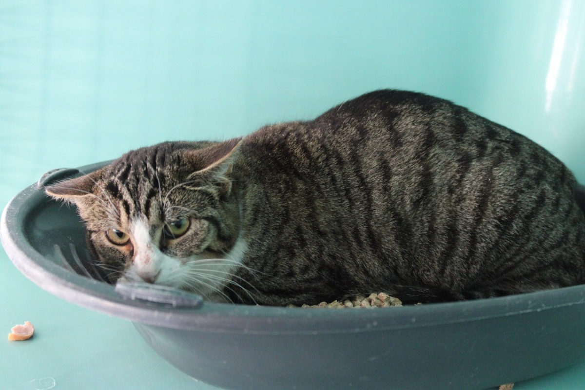 Photo #2 de Tremblotte