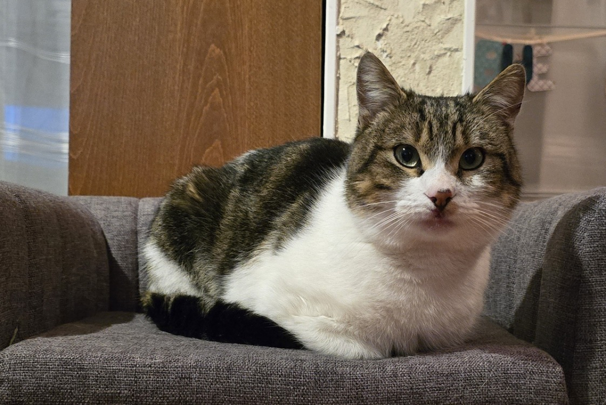 Photo #1 de Gribouille