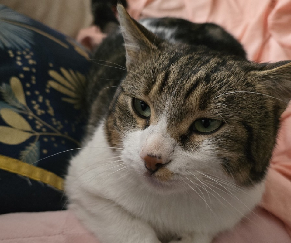 Photo #2 de Gribouille