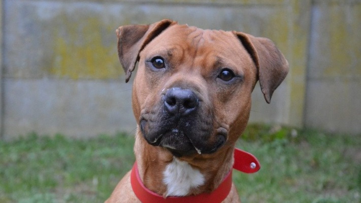 Magnum - Chien à adopter