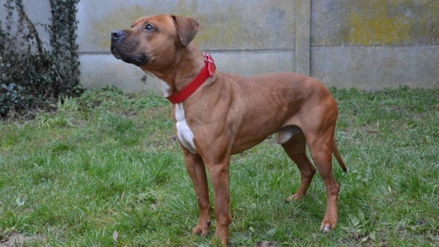 Magnum - Chien à adopter - photo 2