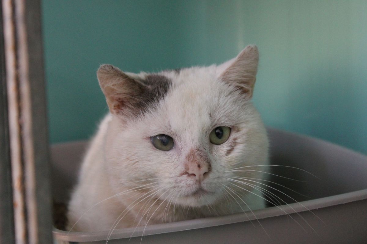 Photo #1 de Gribouille