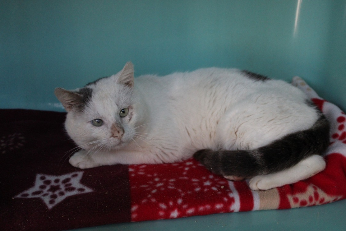 Photo #2 de Gribouille