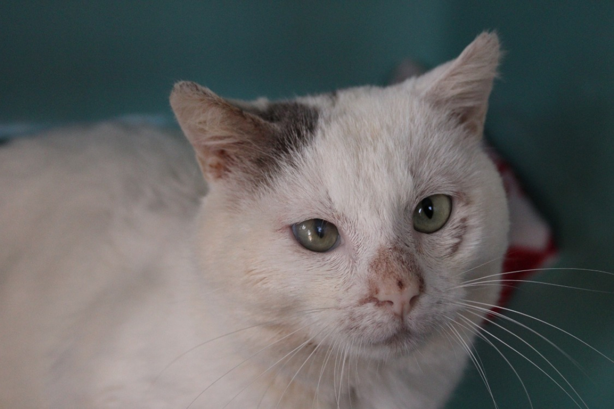 Photo #3 de Gribouille