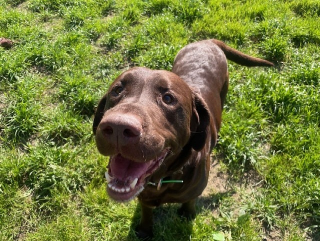 Photo #1 de Petit blue