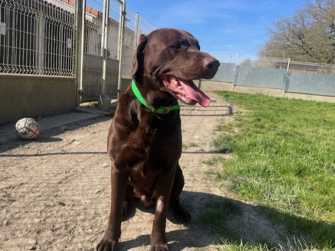 Photo #2 de Petit blue