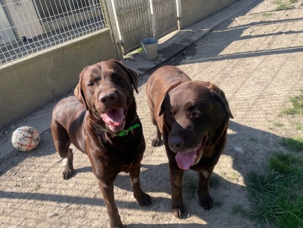 Photo #3 de Petit blue