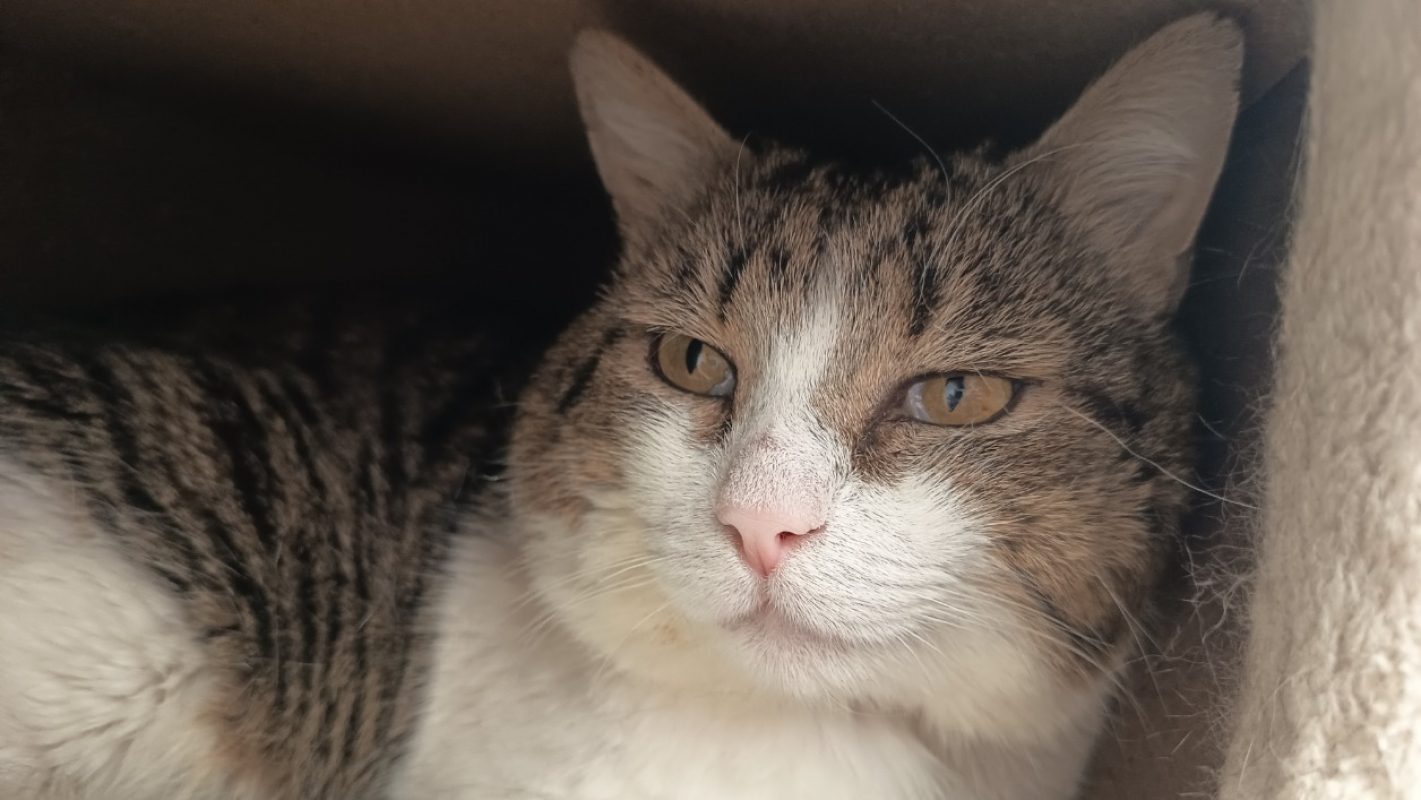 Foin - Chat Européen à adopter