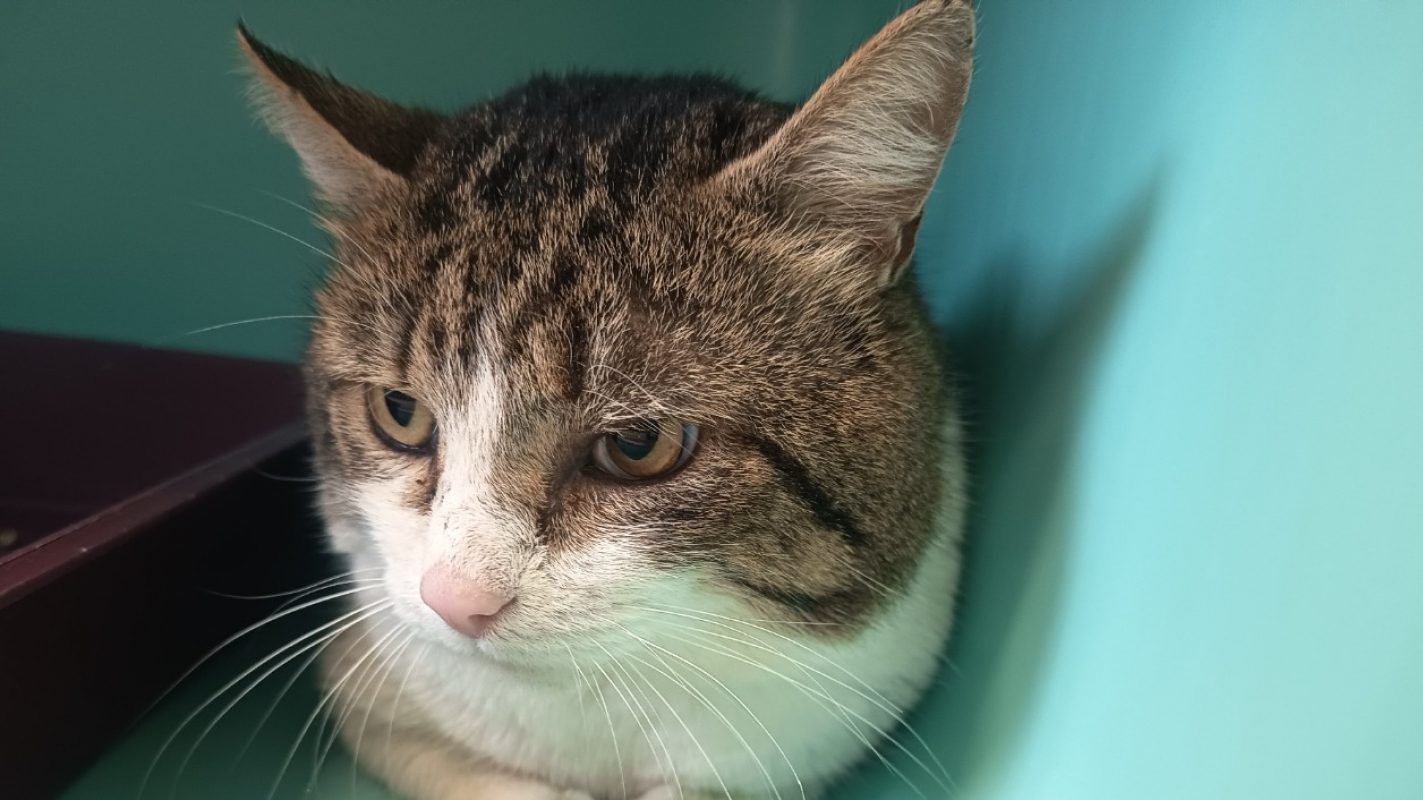 Foin - Chat Européen à adopter - photo 2