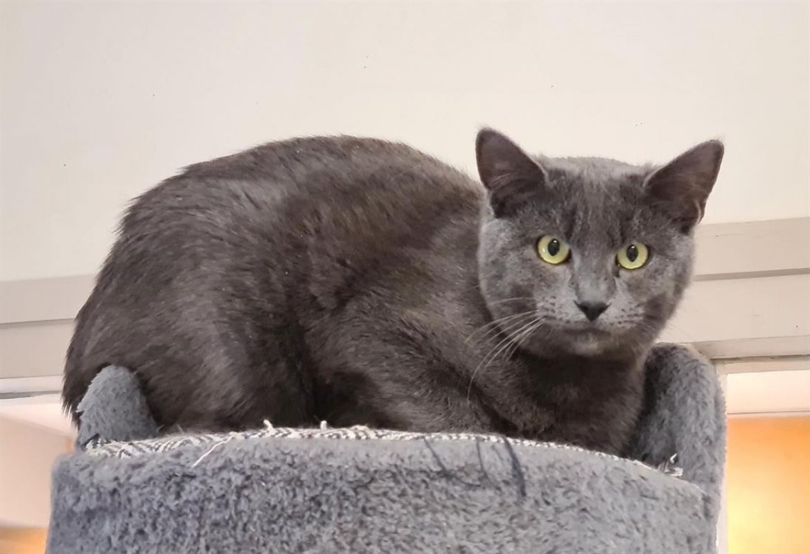Tofu - Chat Européen à adopter