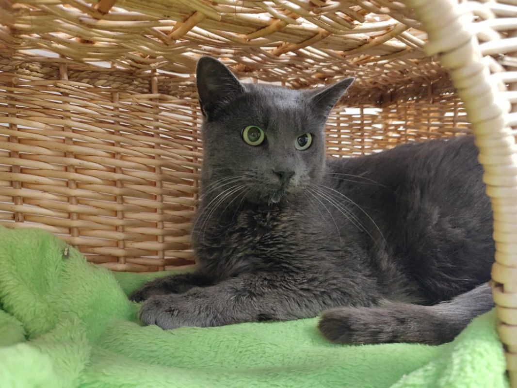 Tofu - Chat Européen à adopter - photo 2