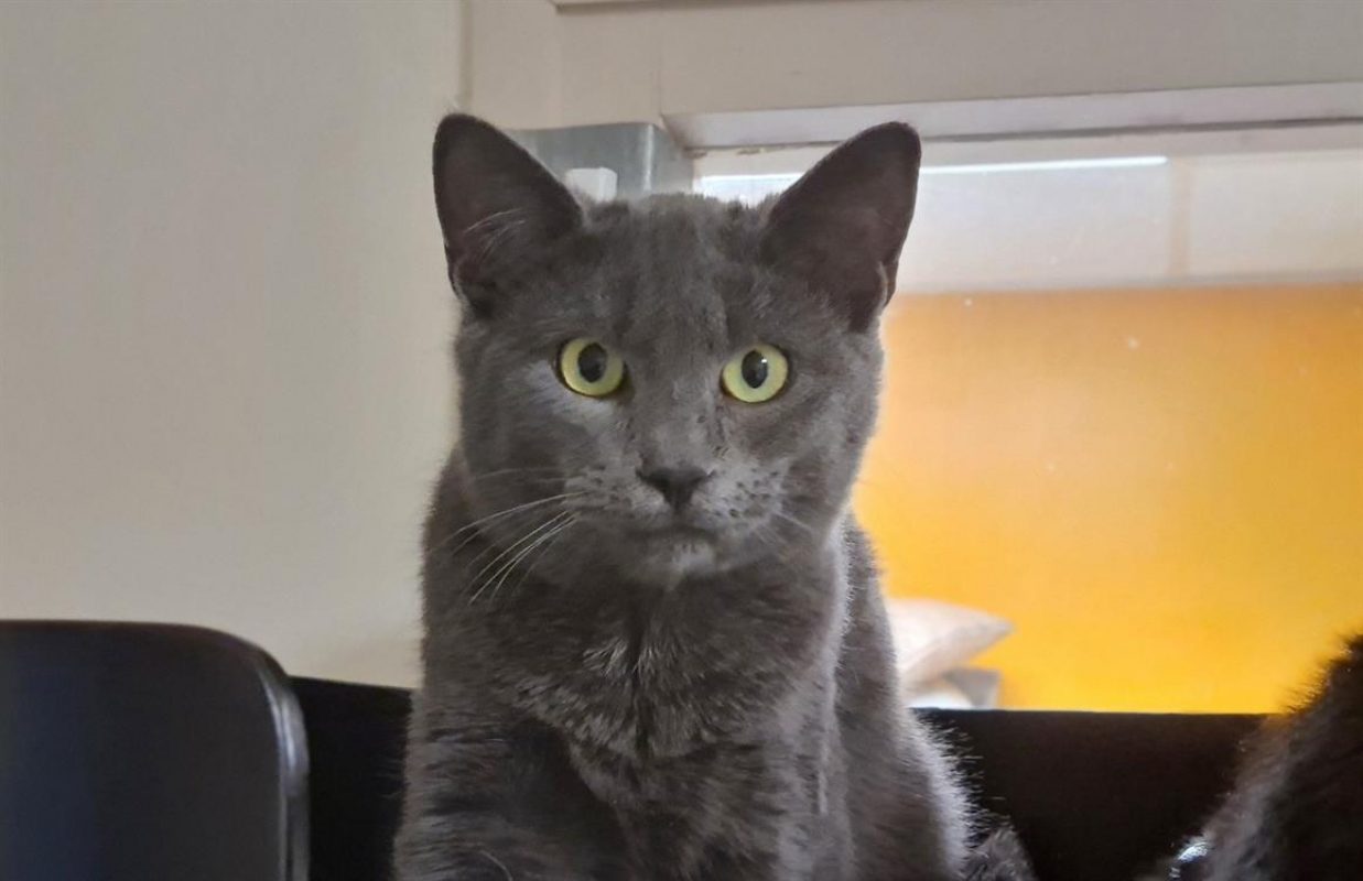 Tofu - Chat Européen à adopter - photo 3