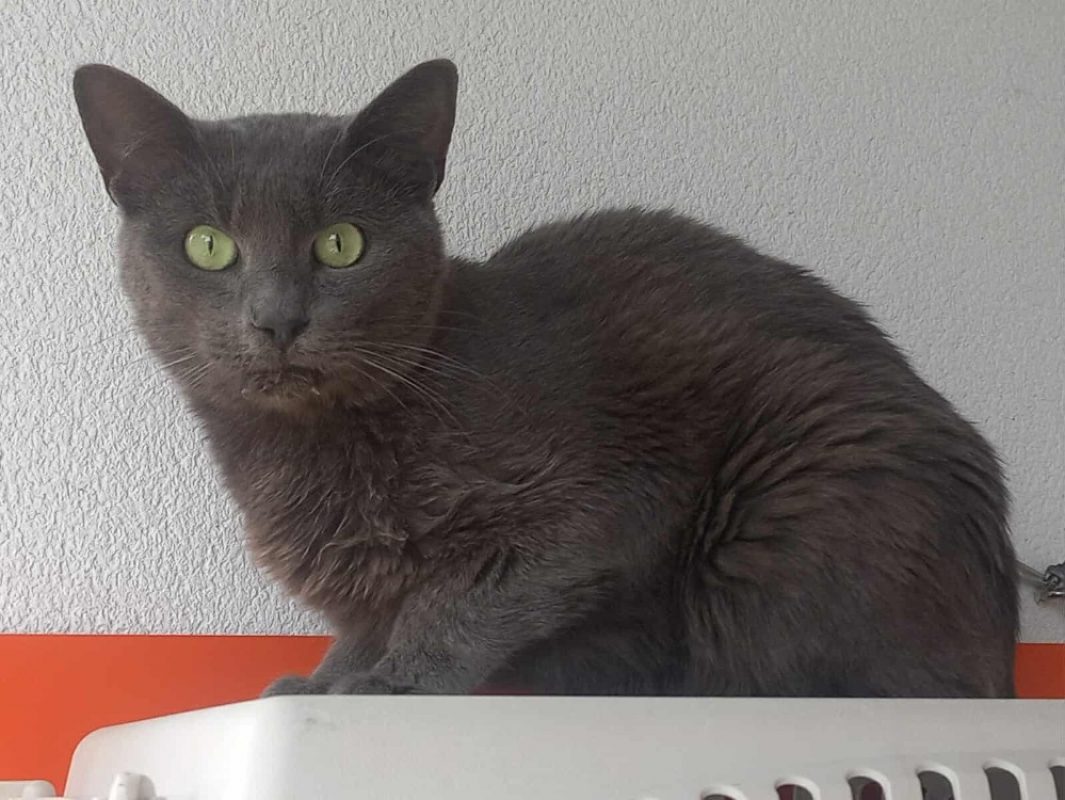 Tofu - Chat Européen à adopter - photo 4