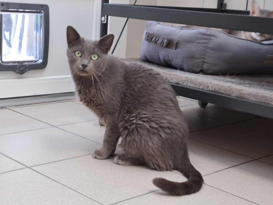 Tofu - Chat Européen à adopter - photo 5