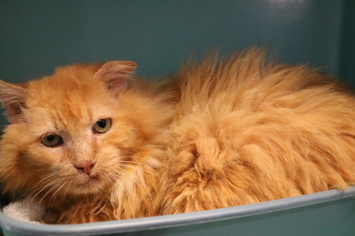 Photo #1 de Toblerone