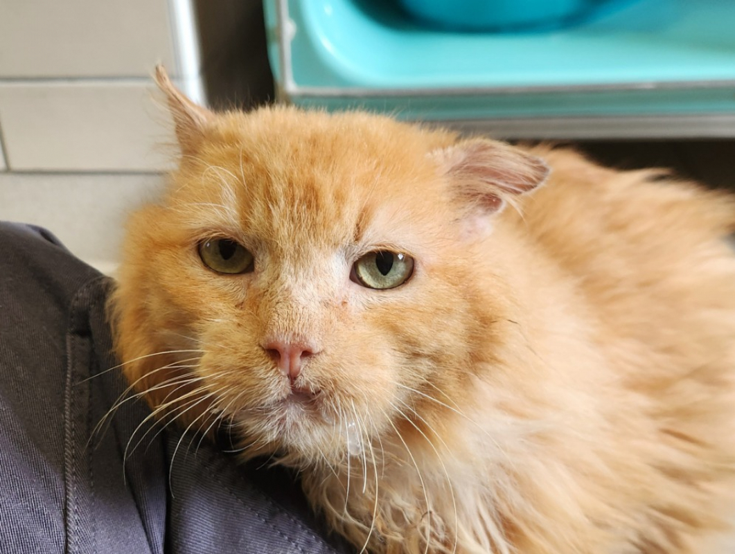 Photo #2 de Toblerone