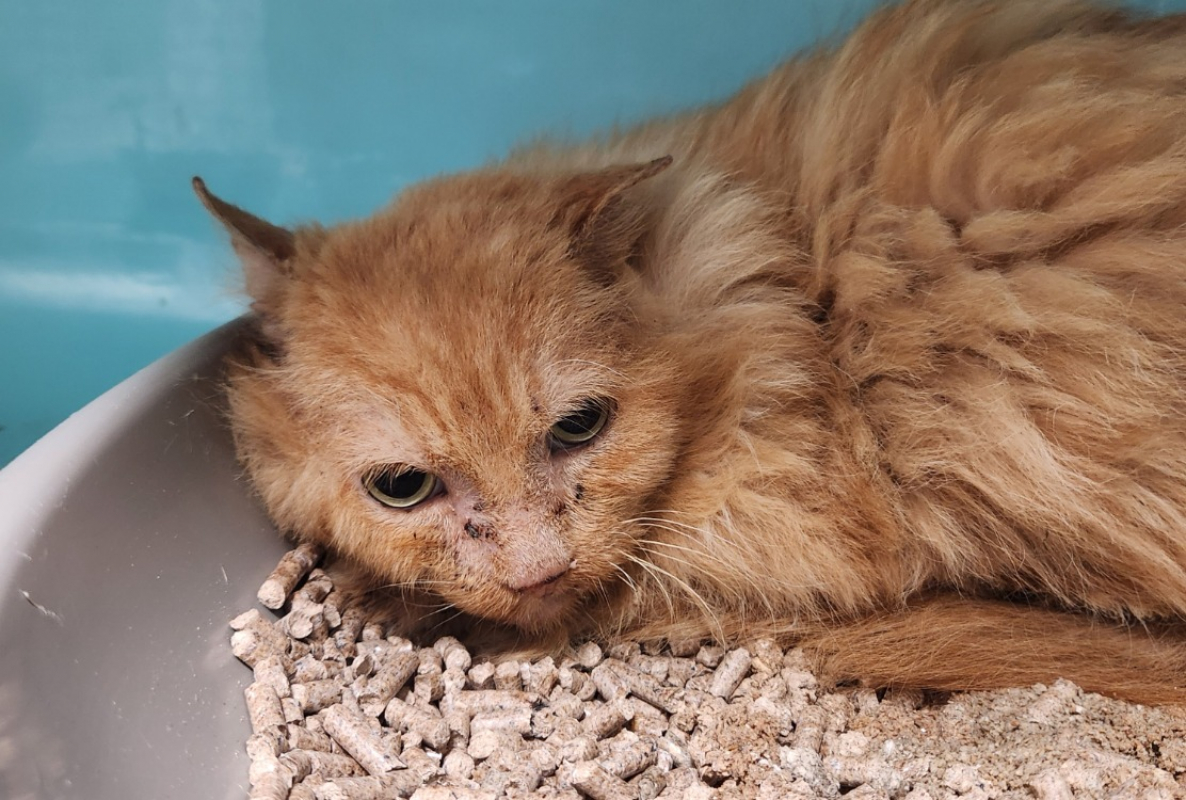 Photo #3 de Toblerone