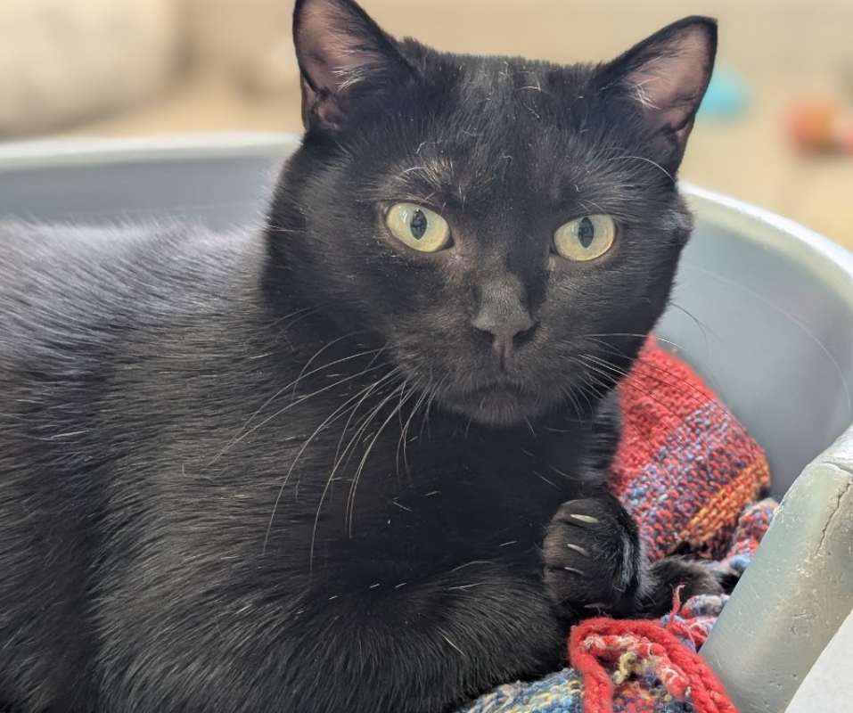 Photo #1 de Poil pile