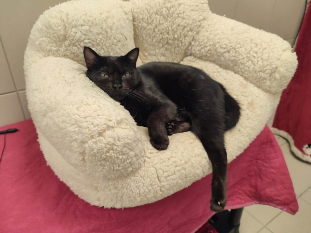 Photo #2 de Poil pile