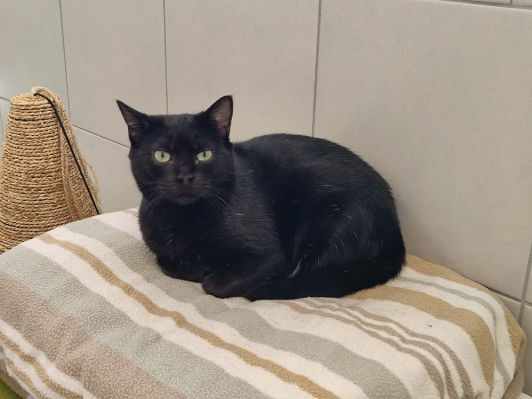 Photo #4 de Poil pile