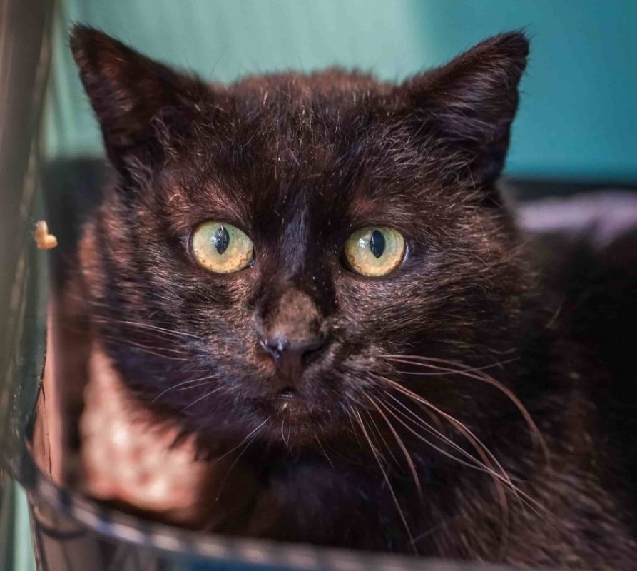 Onyx - Chat Européen à adopter
