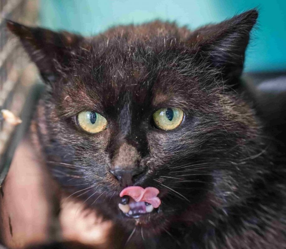Onyx - Chat Européen à adopter - photo 2