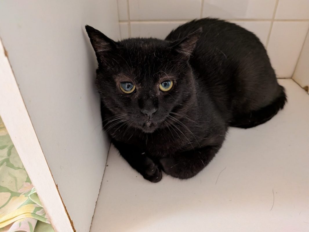 Onyx - Chat Européen à adopter - photo 3