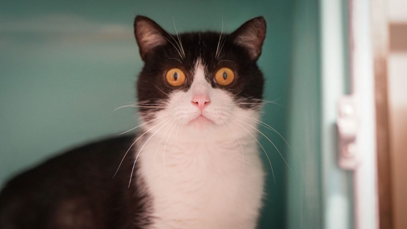 Emile - Chat Européen à adopter - photo 3