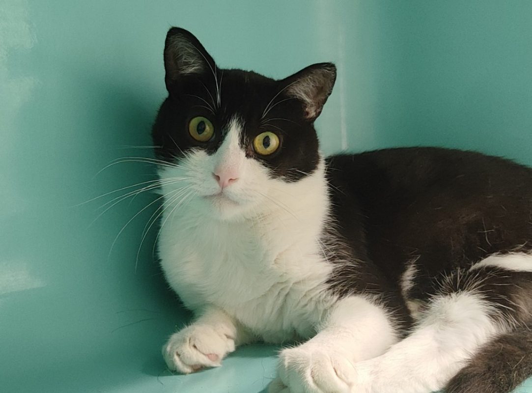 Emile - Chat Européen à adopter - photo 4