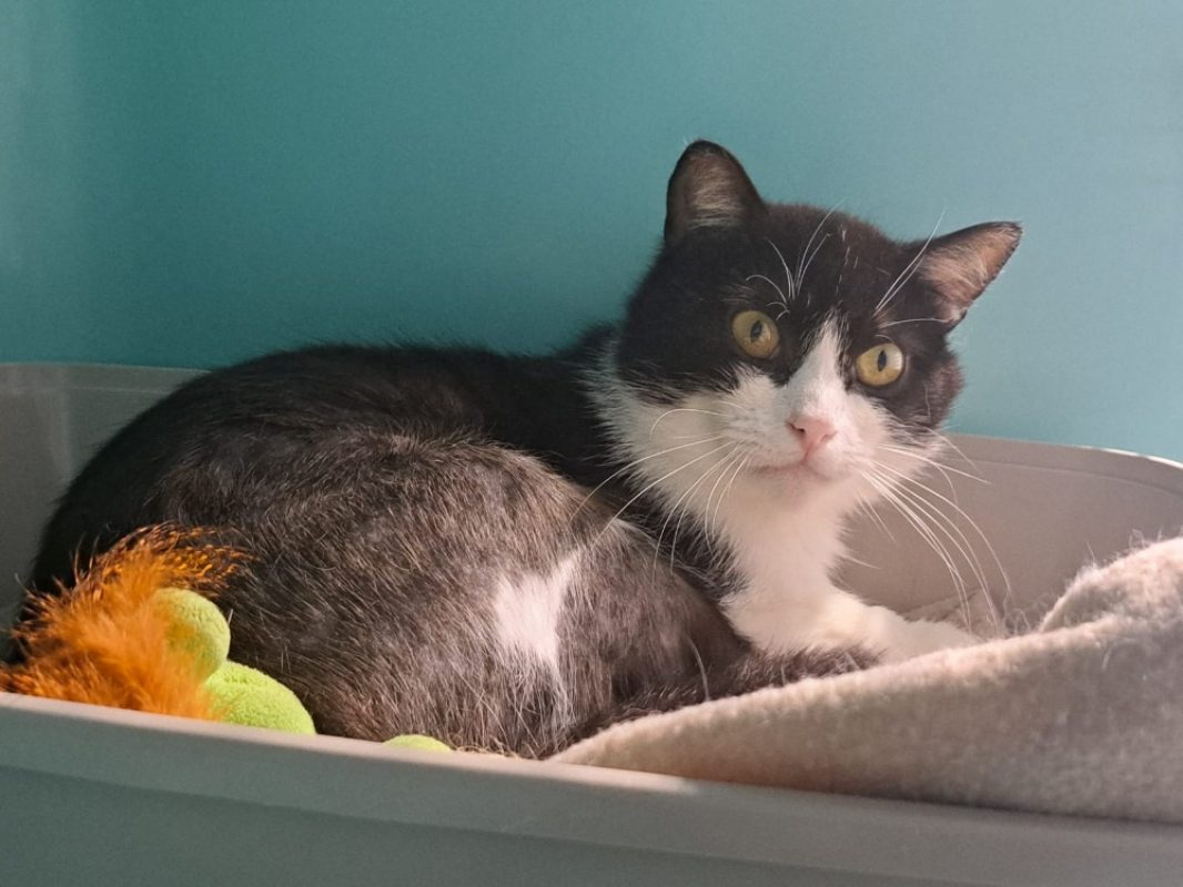 Emile - Chat Européen à adopter - photo 5