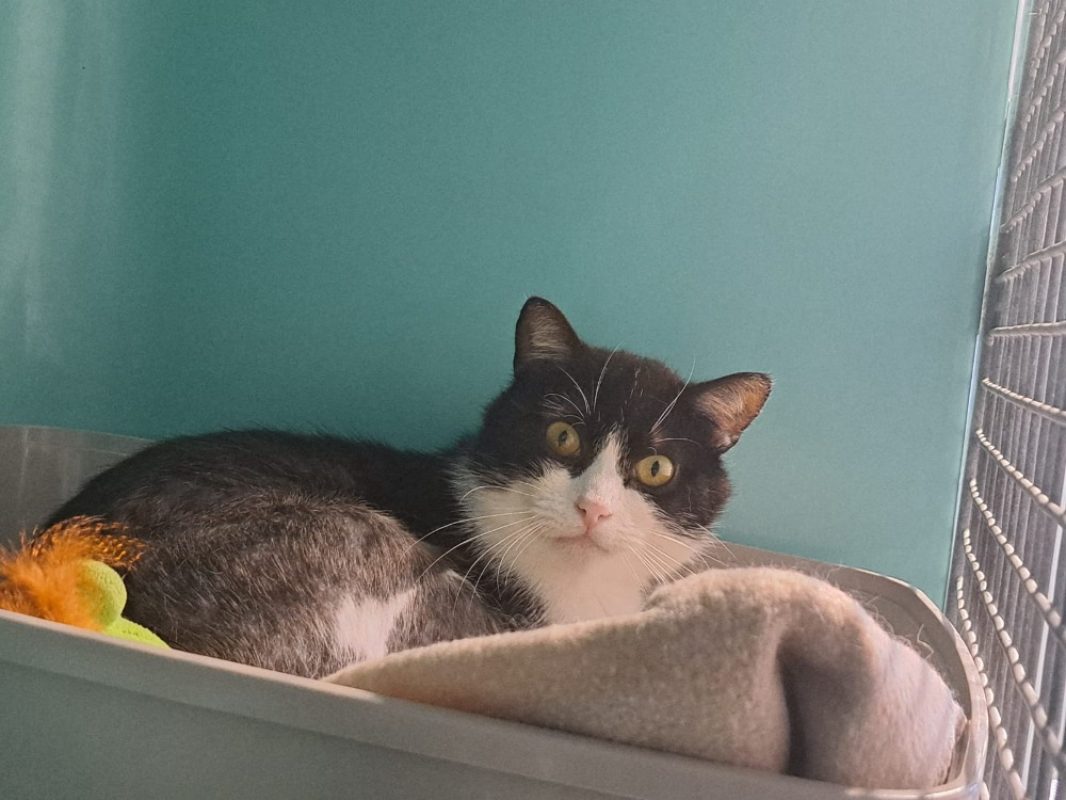 Emile - Chat Européen à adopter - photo 6
