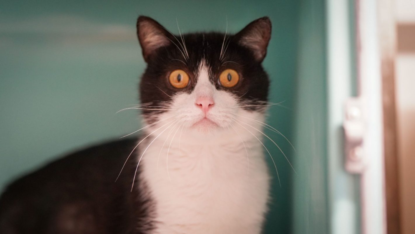 Emile - Chat Européen à adopter