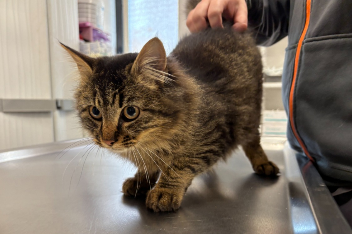 Photo #1 de Epervier