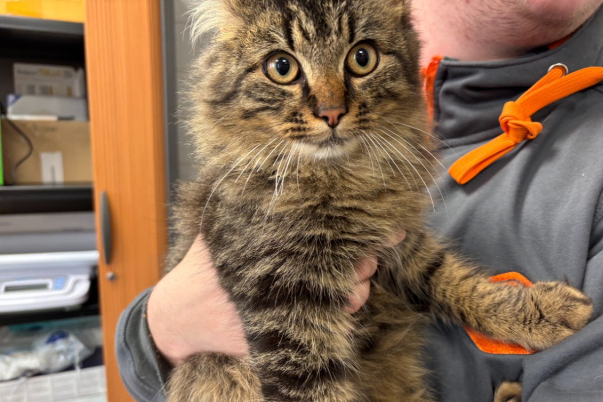 Photo #2 de Epervier