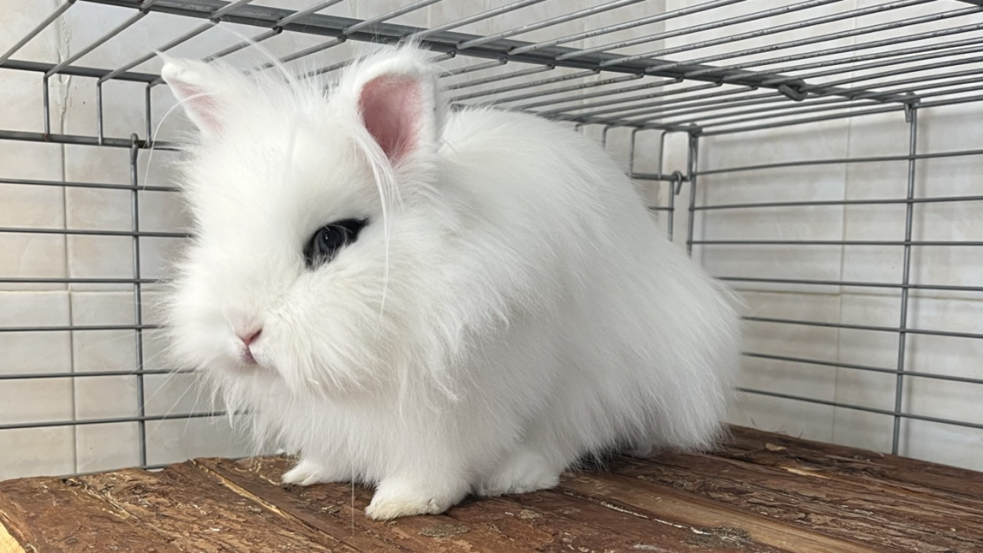 Photo #1 de Lapinette