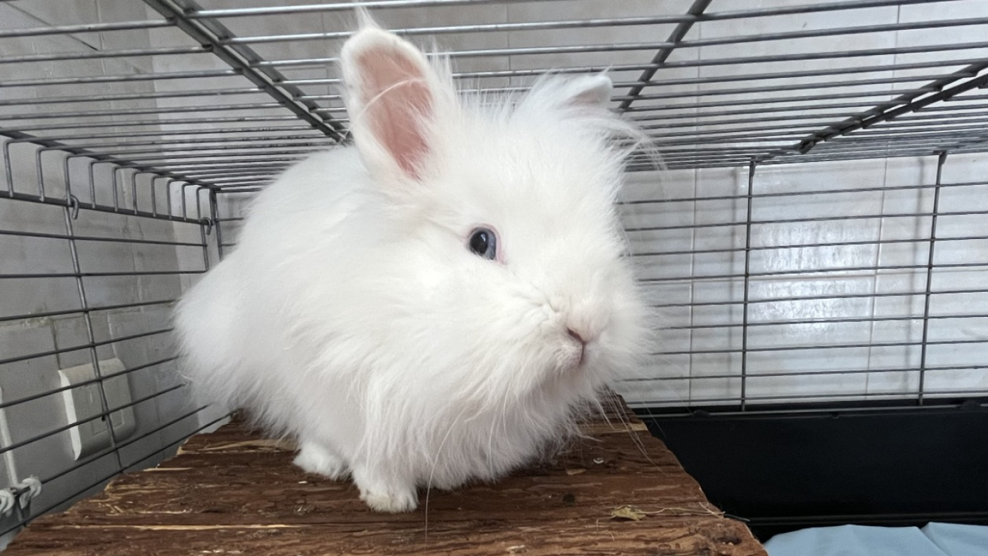 Photo #2 de Lapinette