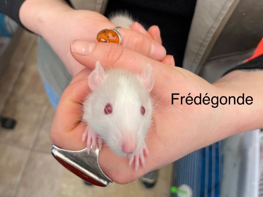 Photo de Frédégonde