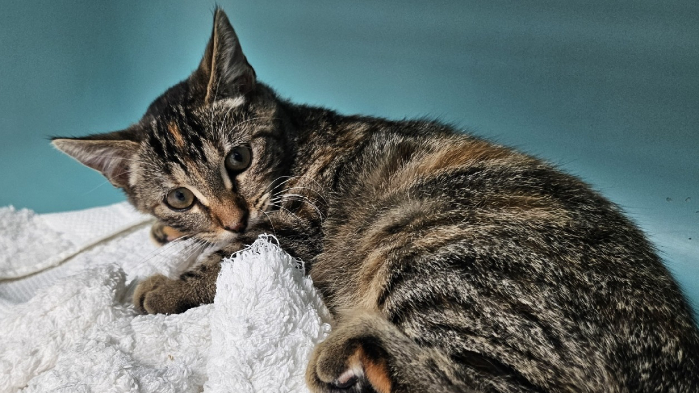 Photo de Mandragore c