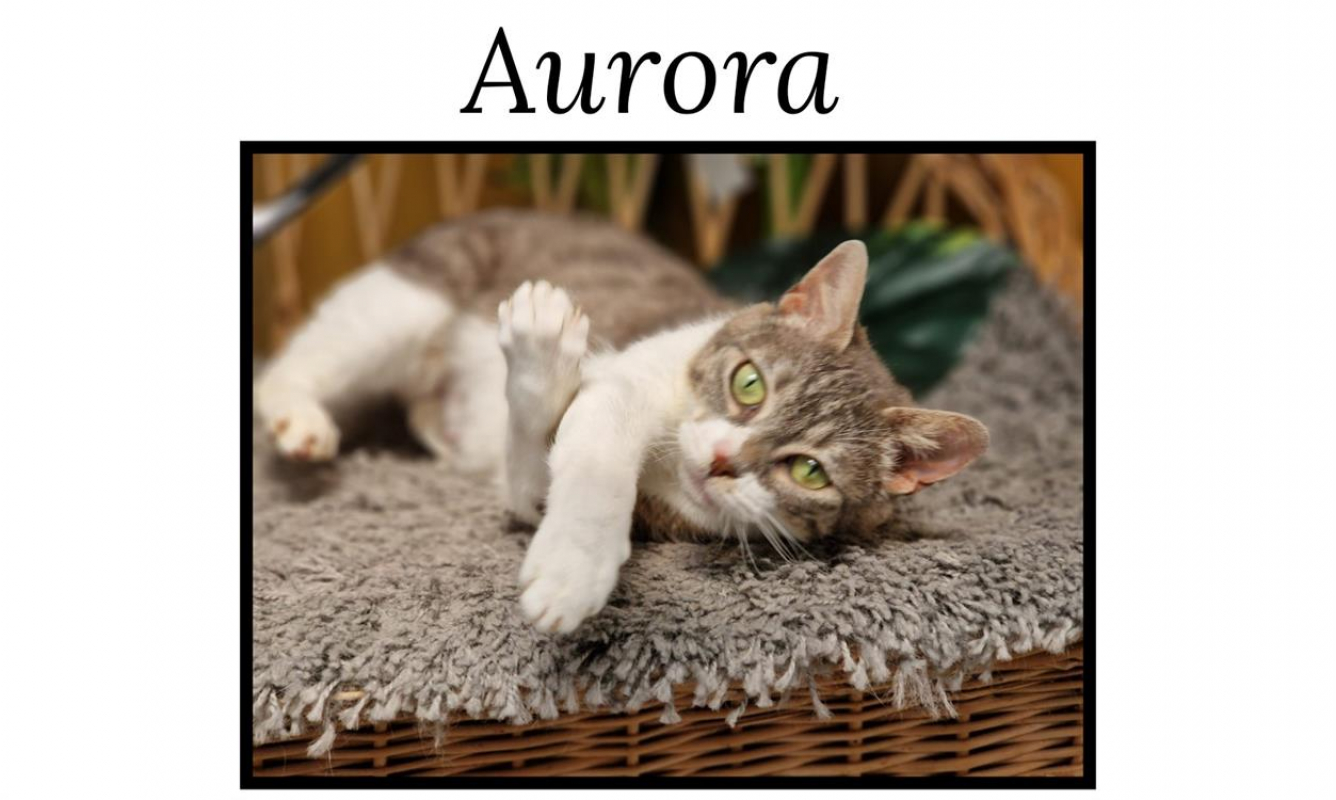 Photo de Aurora